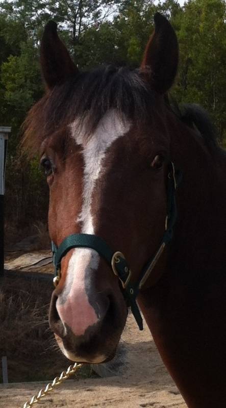 Oak Volta with his oaks stud headstall, he finally fits it!