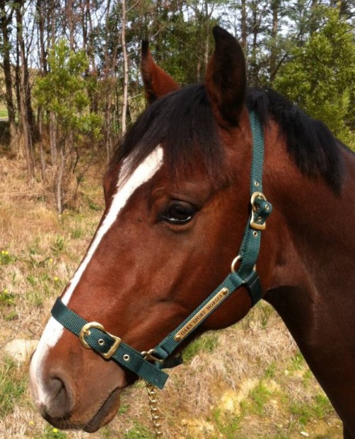 Volta with his Oaks Sporthorses head stall
