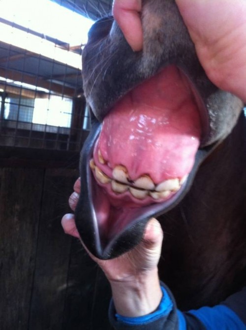 Oaks Volta teeth for April 2013