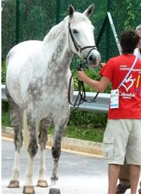 LH Titan doing the trot up