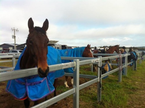 LH Pugsly, LH Adele,LH Arlo and LH Albert in their yards