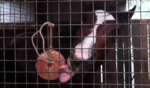 Volta licking his pink mineral salt block