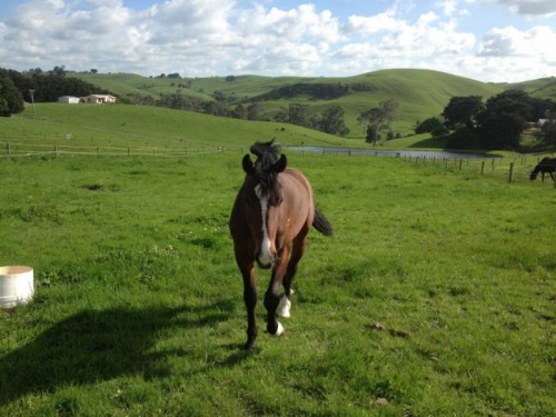 Volta running up to us in his paddock