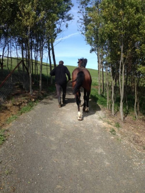 Wes leading Volta out to his paddock