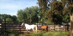 Bolero and LH Adele in the yarded area