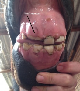 Volta's new tooth