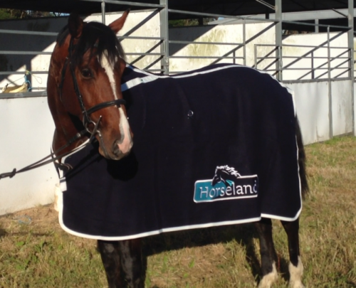 Oaks Volta with his sponsored rug Horseland
