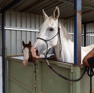 Blackall Park Chiquita and LH Clarissa in the new mare and foal crush