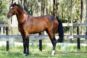 Vivant as a 3 year old sire of Oaks Volta