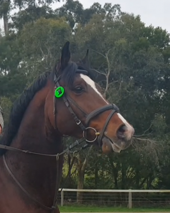 Oaks Volta showing off his magnificent looks