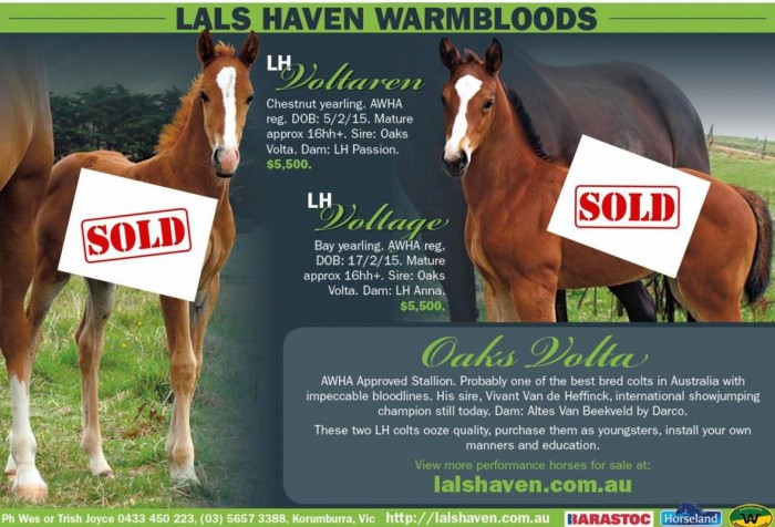 Horse Deals Advertisment