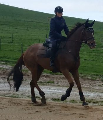 Cantering down the arena
