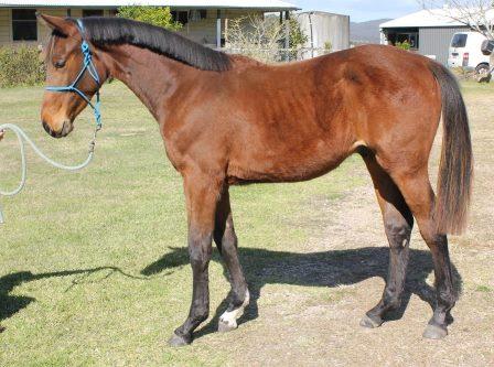 Cera Ducati - known as Handsome at home with Team Joyce