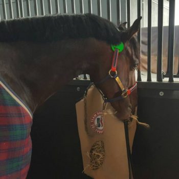 Boneo Park offer ultimate equine facilities. Our young stallion Oaks Volta is relaxed & secure in his stable.