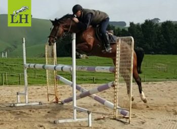 Oaks Volta at home