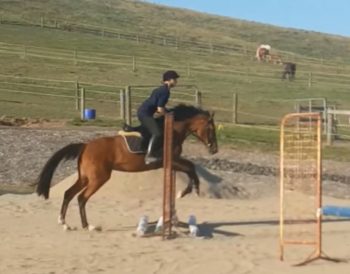 LH Queenie started jumps training