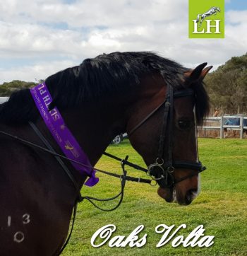 Our handsome fella Oaks Volta