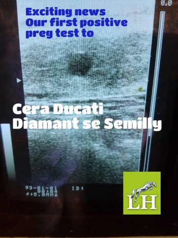 Positive pregnancy test to Cera Ducati today