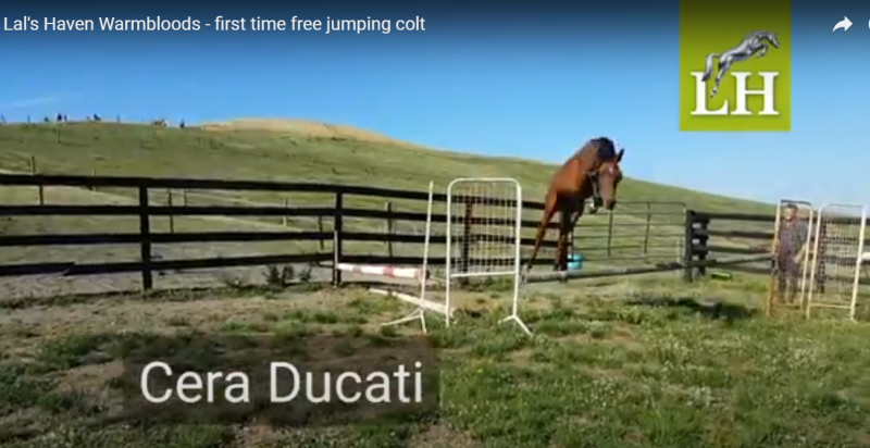 First time free jumping Cera Ducati