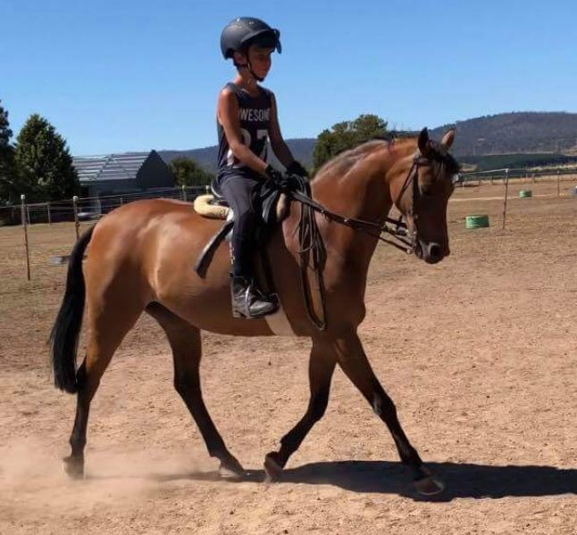 LH Petite Prim in her new home in Tasmania ridden by Jackson Radley