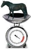 Horse scales