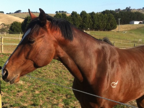 Volta was very happy to go out in his paddock after his ride