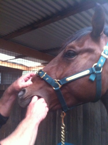 Volta was wormed with an Equimax worm paste on the 15th March and was given 500g