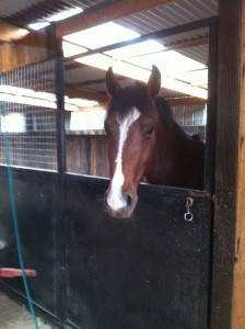 Volta in his stable