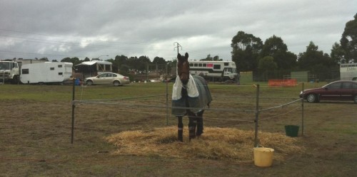 LH King Arthur in his yard
