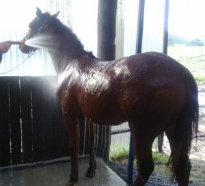 Hosing Volta all over