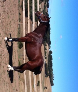 All relaxed after his free jumping session, what a short tail! Hopefully it shall grow quickly...