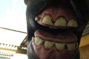 Volta smiling for the camera!