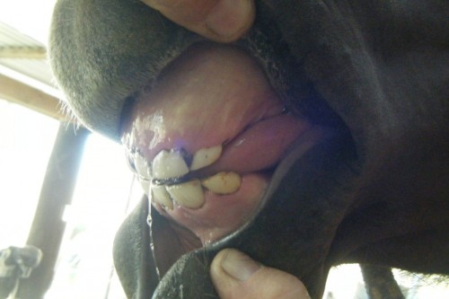 teeth dec2