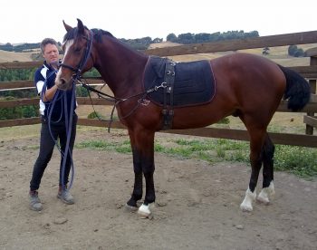 Oaks Volta in the round yard with his lunging gear on Feb 2012