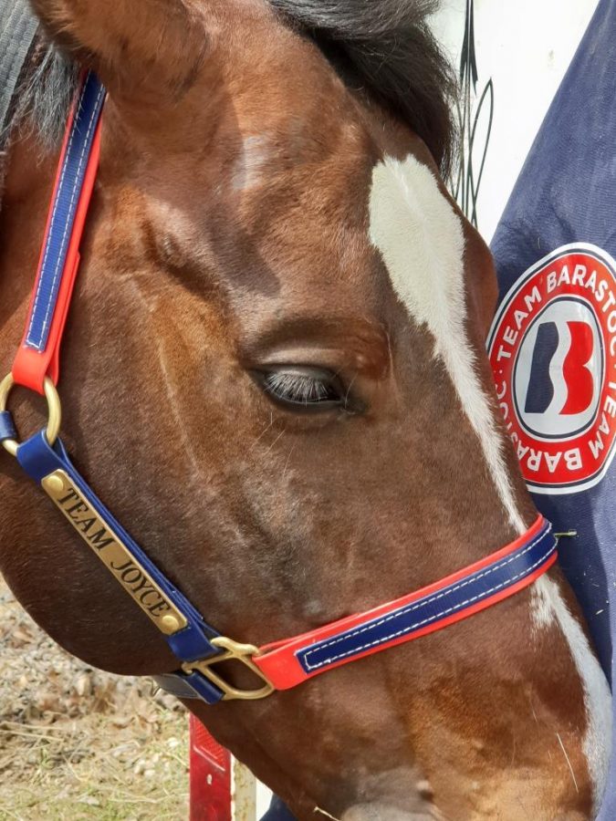 Volta loves Barastoc