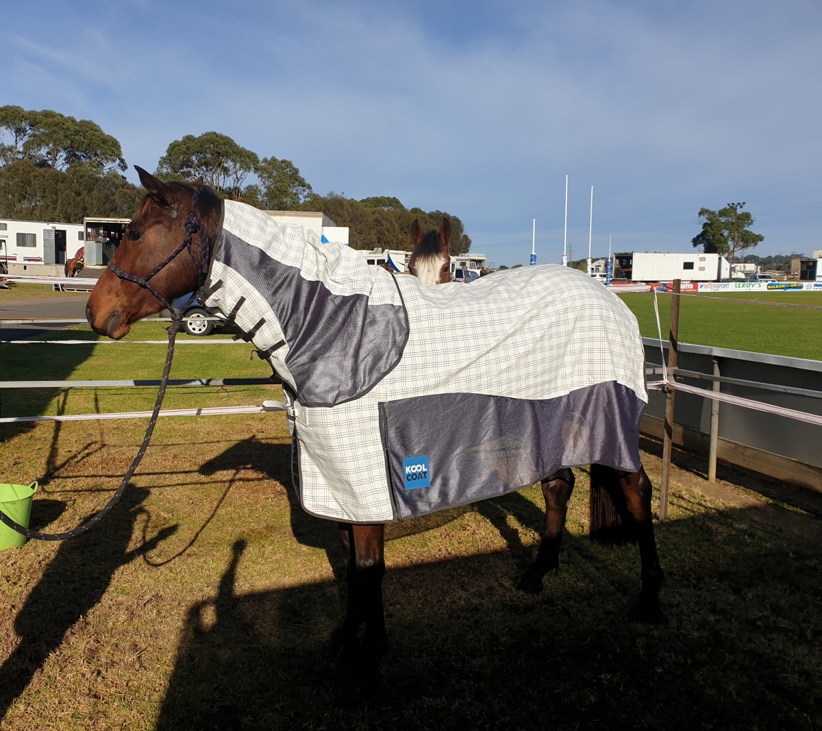 Kool Coat mesh rugs at Horseland Lal's Haven Warmbloods