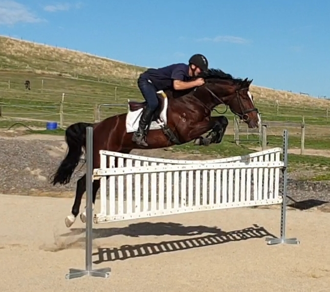 Oaks Volta showjumps