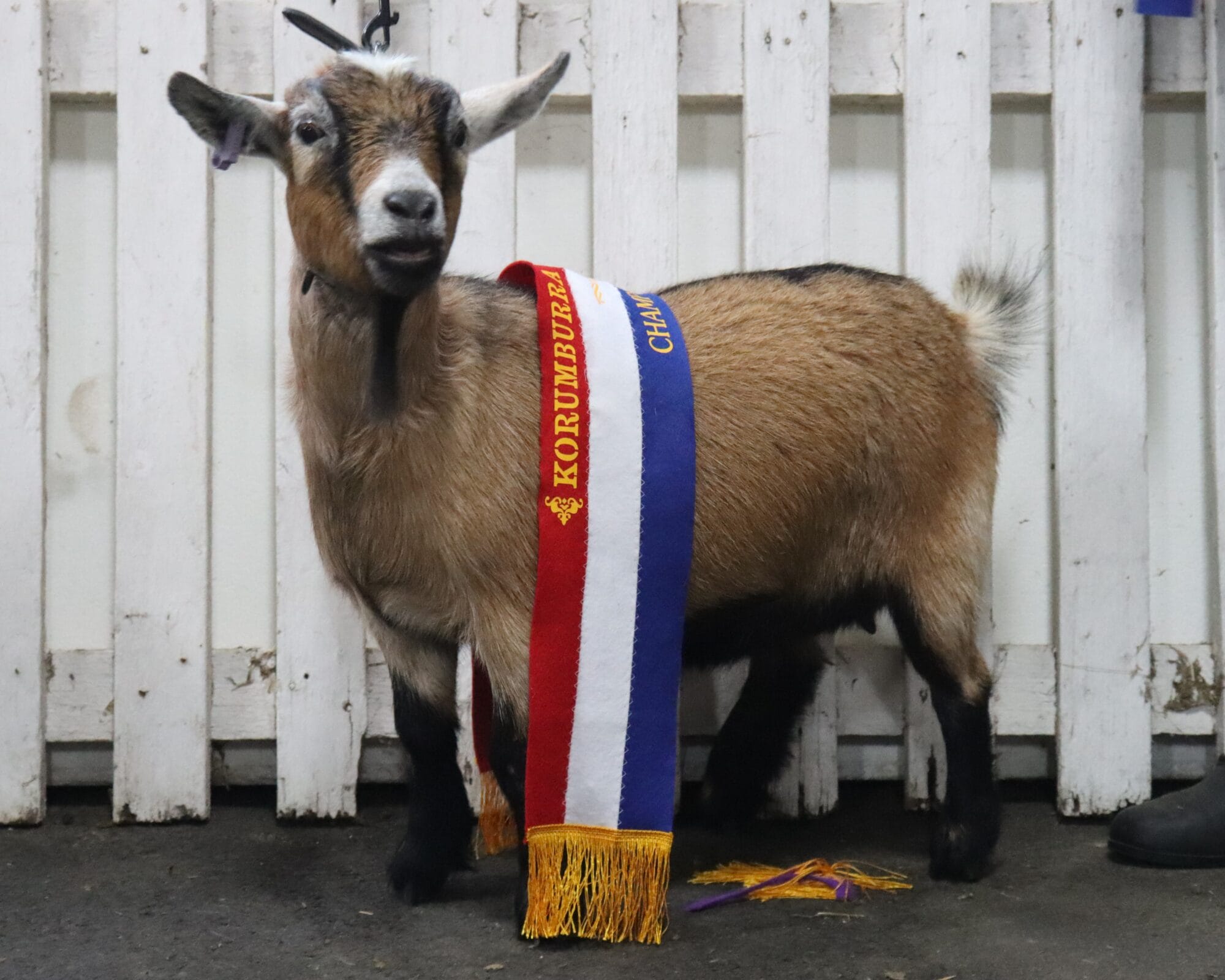 Our very first pygmy goat show - Lals Haven Warmbloods