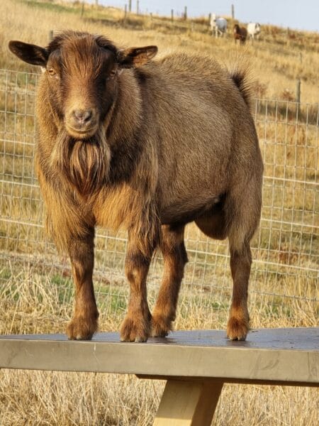goat
