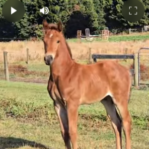 horse