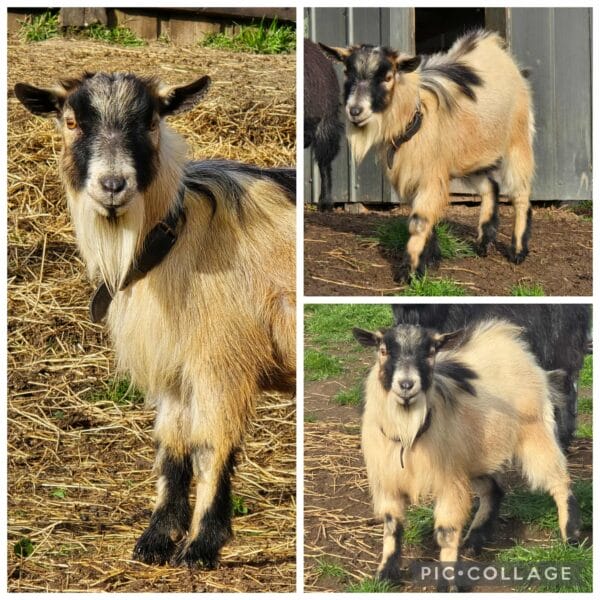 goat