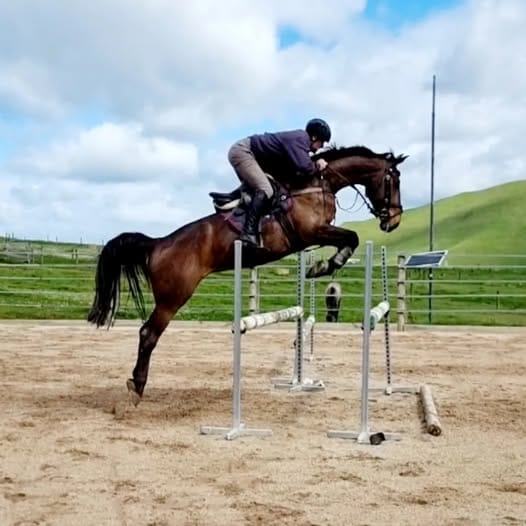 horse