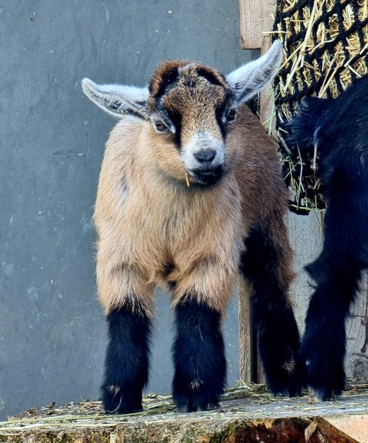 goat