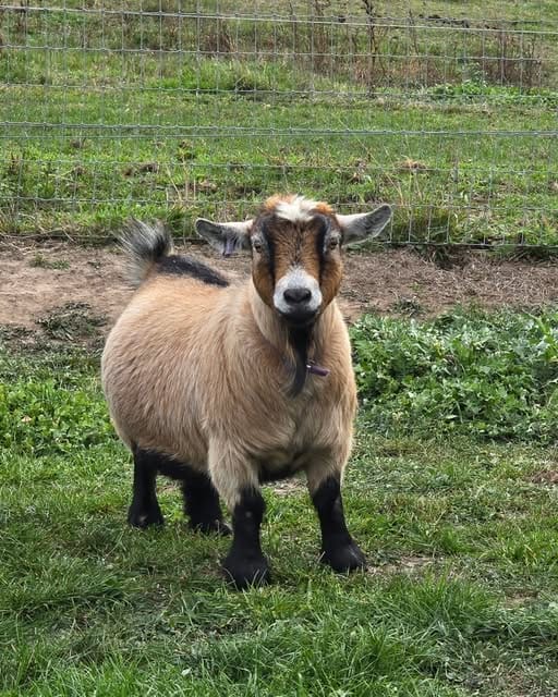goat